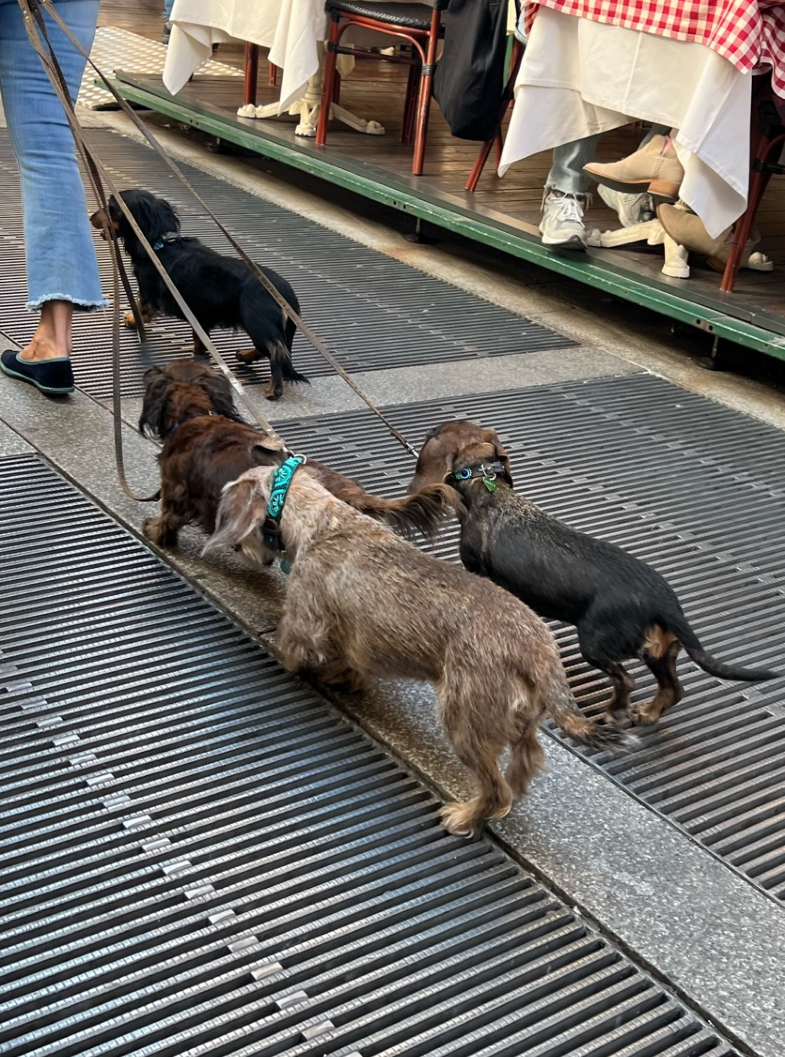 Spotted these four cute sausage dogs on a stroll in Milan